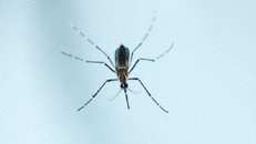 Sau Ebola bệnh nhiễm trùng và virus 'teo não' sắp thành đại dịch 