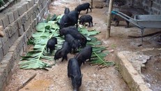 Đặc sản lợn rừng ăn tăng trọng, uống thuốc ngủ chờ Tết