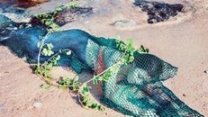 Phạt 5 triệu đồng người tung tin đồn bắt được 'nàng tiên cá'