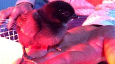 Cận cảnh gà 'mặt quỷ' đắt nhất thế giới ở Việt Nam