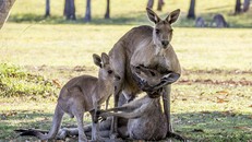 Cảm động hình ảnh chuột túi mẹ sắp qua đời vẫn ôm chặt lấy con