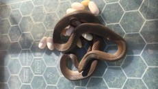 Hoảng hồn phát hiện rắn độc ấp 15 quả trứng dưới gầm tủ lạnh
