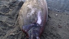 Cá ngoài hành tinh sống ở độ sâu 1.500 mét dạt vào bờ biển