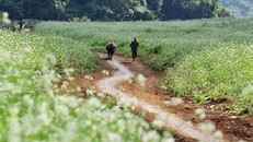 Dự báo thời tiết ngày 15/1: Miền Bắc rét lạnh dưới 13oC, có mưa phùn