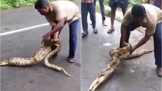 Người đàn ông dùng tay không ép con trăn nhả ra 2 con dê [VIDEO]