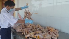 Gần 200kg gà đã rỉ dịch, bốc mùi hôi thối 'tuồn' vào TPHCM