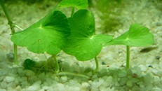 Giật mình trước những 'tác dụng phụ' đáng sợ của rau má