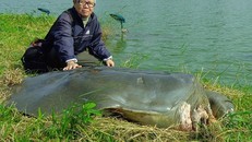 Cụ rùa Hồ Gươm qua đời - Quy luật sinh, lão, bệnh, tử