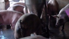 Đồng Nai: Gần Tết lại phát hiện 1000 con heo có chất tạo nạc độc hại