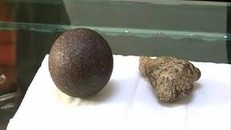 Đổi đời nhờ phát hiện dược liệu cực quý trong bụng cừu