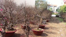 Chỉ đại gia mới dám thuê giá 70 triệu đồng/gốc đào cổ về chơi Tết