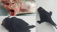 Bắt được ‘cá ếch đi bộ’ có nhát đớp nhanh nhất thế giới