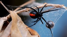 Những sự thật không khỏi rùng mình về loài nhện
