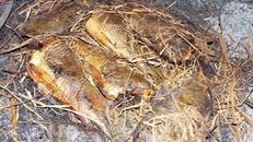 Cá nướng úp chậu, món nổi tiếng ngày tết chỉ có ở đất Thành Nam
