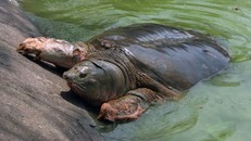 PGS Trần Lâm Biền: Không ai gọi rùa hồ Gươm bằng 'cụ' cả