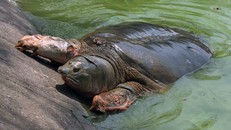3 ‘hậu duệ’ còn lại của rùa Hồ Gươm đang ở đâu?