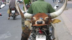 Đầu thú ‘quý hiếm’ giá rẻ xuống đường phố Sài Gòn