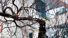 Chiêm ngưỡng đào đá Sapa có giá 300 triệu ở Hà Nội