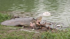 Một số hình ảnh đáng nhớ về cụ rùa của PGS Hà Đình Đức