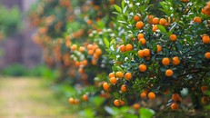 Cách chọn cây quất đẹp, nhiều tài lộc đón Tết Bính Thân 2016