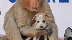 Kì lạ mẹ khỉ nhận nuôi, chăm sóc chó con như con đẻ