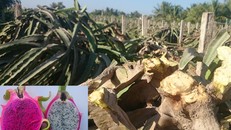 Thay ruột thanh long theo thị trường Trung Quốc: Canh bạc may rủi