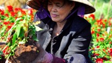 Thông tin mới nhất vụ hàng ngàn chậu hoa tết bị phá nát trong đêm