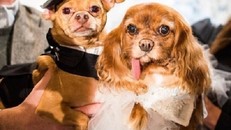 Váy cưới hơn 200 triệu, vòng cưới 2,9 tỷ của cặp chó nổi tiếng