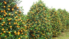 Vườn quất tiền tỷ của lão nông đất Thành Nam