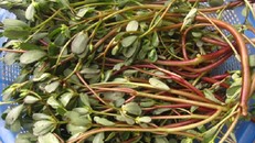 4 loại rau mọc hoang dễ tìm giúp bạn 'trường thọ'