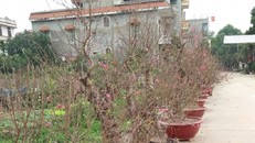 Đại gia đổ xô đi mua gốc đào giá bạc triệu về chơi Tết