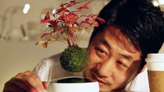 Kiếm bạc triệu bằng Bonsai... biết bay 