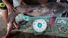 Bắt được cá lăng khổng lồ dài 1,7m ở Đắk Nông