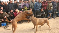 Kinh hoàng lễ hội chọi chó dã man ở Trung Quốc