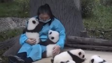 Kiếm gần một tỷ mỗi năm từ nghề… ôm gấu trúc