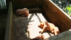 Bến Tre: Bắt quả tang cơ sở mổ heo chết bán ra thị trường