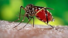 Báo động virus Zika bùng phát tại Colombia