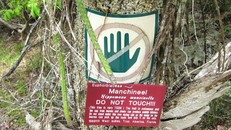 Khám phá 'loài cây chết chóc' nguy hiểm nhất hành tinh