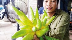 Thương lái hét giá Phật thủ hàng chục triệu đồng