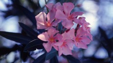 Rùng mình những loài cây cảnh đẹp có độc gây tử vong