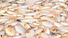 Hàng trăm hộ dân bất lực nhìn cá chết trắng sông 