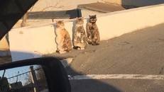 Phản ứng siêu đáng yêu của 3 chú mèo khi bị bắt quả tang