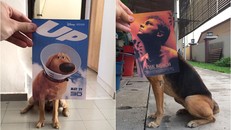 Những màn kết hợp ‘bá đạo’ giữa chó và… poster phim