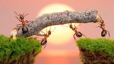 Loài kiến với quy tắc giao thông trên cả tuyệt vời