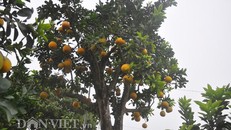 Nhà vườn tiếc nuối khi bán cây bưởi cổ thụ 5 mét chỉ 50 triệu đồng