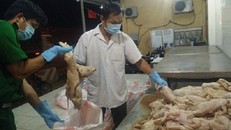 Cẩn thận: Lợn sữa bệnh 'biến' thành đặc sản