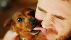 Vì sao chó thích liếm mặt chủ?