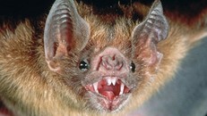 Kinh hãi dơi ‘ma cà rồng’ tấn công, 12 trẻ em thiệt mạng