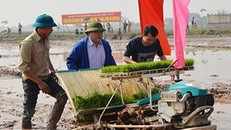 Bí thư, Chủ tịch Hà Nội cấy lúa, lội ruộng cùng nông dân