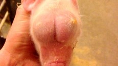 Kỳ lạ con lợn ‘mọc’ tinh hoàn trên đầu, thế chỗ đôi mắt